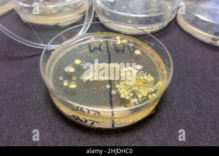 Agar-Platten Petrischalen mit Bakterien Sporenwachstum nach Großbritannien Sekundarschule Biologie Lektion untersucht Händewaschen. Stockfoto