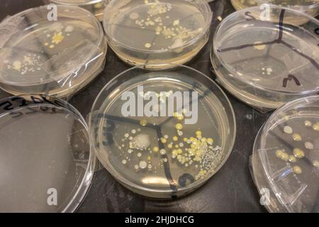 Agar-Platten Petrischalen mit Bakterien Sporenwachstum nach Großbritannien Sekundarschule Biologie Lektion untersucht Händewaschen. Stockfoto