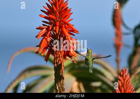 Monterey, Kalifornien, USA. 28th Januar 2022. Kolibri füttert Aloe-Blüten (Bildquelle: © Rory Merry/ZUMA Press Wire) Bildquelle: ZUMA Press, Inc./Alamy Live News Stockfoto