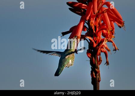 Monterey, Kalifornien, USA. 28th Januar 2022. Kolibri füttert Aloe-Blüten (Bildquelle: © Rory Merry/ZUMA Press Wire) Bildquelle: ZUMA Press, Inc./Alamy Live News Stockfoto