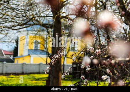 Federzweig. Schöne Zweige weißer Kirschblüten auf dem Baum auf grünem Gras und gelbem Kirchenhintergrund. Aprikosenblüten während der Frühjahrsmeere Stockfoto