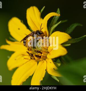 Makroaufnahme mit flachem Fokus eines Honigbienensammlungs-Nektars aus einer gelben Blume Stockfoto