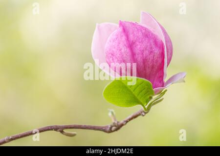 Magnolia soulangeana, Untertasse Magnolienbaum, Blume in Nahaufnahme auf einem verschwommenen Hintergrund. Stockfoto