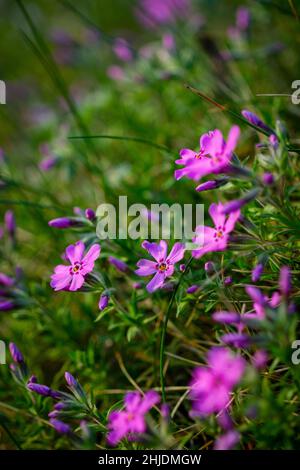 Phlox douglasii, gewöhnlicher Name tufted phlox oder Columbia phlox, eine Art von mehrjährigen Kraut. Stockfoto