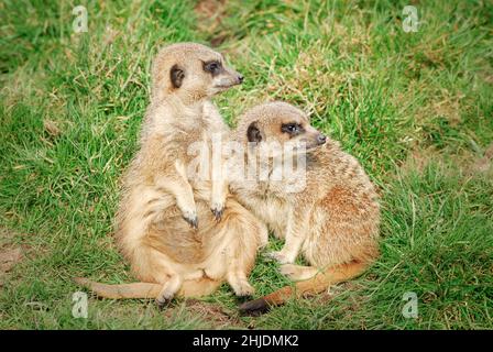 Zwei Erwachsene Erdmännchen ( Suricata suricatta), die sich in Gefangenschaft im Five Sisters Zoo, West Calder, West Lothian, Schottland, Großbritannien, befinden. Stockfoto