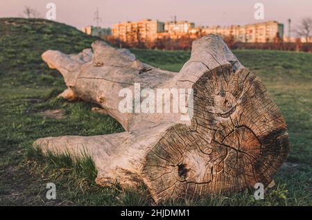 Großer Holzbalken im Park, umgeben von grünem Gras Stockfoto