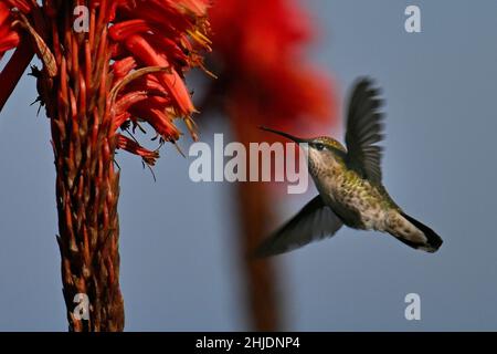 Monterey, Kalifornien, USA. 28th Januar 2022. Kolibri füttert Aloe-Blüten (Bildquelle: © Rory Merry/ZUMA Press Wire) Bildquelle: ZUMA Press, Inc./Alamy Live News Stockfoto