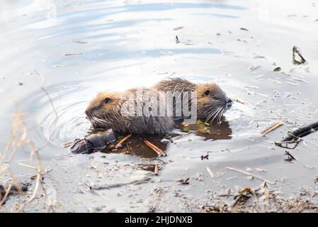 Nutria, coypu pflanbivore, semiaquatische Nagetiere Mitglied der Familie Myocastoridae am Flussbett, Babytiere, habintante Feuchtgebiete, Flussratte Stockfoto