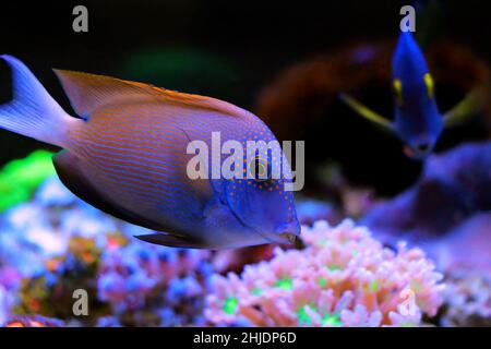 Orange gestreifter Borstenooth-Tang - Ctenochaetus striatus Stockfoto