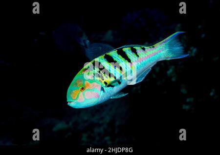 Sixbar Wrasse, Thalassoma hardwicke. Beqa Lagoon, Viti Levu, Fidschi, Pazifischer Ozean Stockfoto