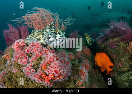 Ein Cabezon oder Marmorskulpin, Scorpaenichthys marmoratus, hält sich unter Anemonen und Weichkorallen wie ein garibaldi, garibaldi, Hypsypops rubicundus, ho Stockfoto