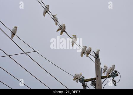 Cockatoos mit Schwefelkammem, Cacatua galerita, die auf Stromleitungen thront und auf die Morgensonne wartet Stockfoto