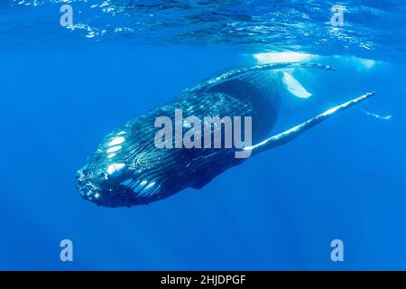 Ventrale Ansicht eines jungen erwachsenen Buckelwals, Megaptera novaeangliae, der an der Oberfläche schwimmt. Moorea, Französisch-Polynesien, Pazifischer Ozean Stockfoto