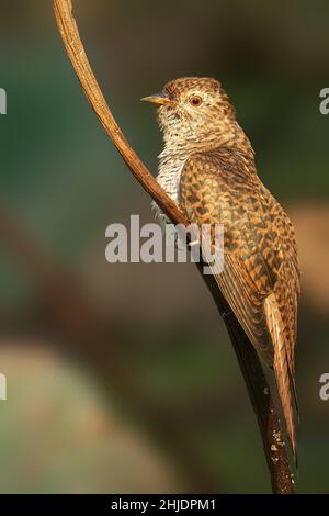 Klagende Kuckuck auf dem Zweig im verschwommenen Hintergrund Stockfoto