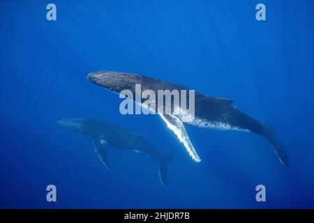 Ein Paar Buckelwale, Megaptera novaeangliae, steigen auf, um zu atmen. Moorea, Französisch-Polynesien, Pazifischer Ozean Stockfoto