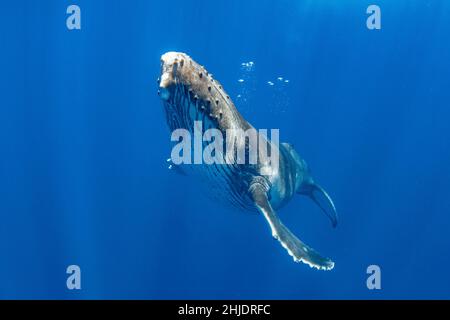 Ein Buckelwal, Megaptera novaeangliae, macht einen sehr nahen Ansatz. Moorea, Französisch-Polynesien, Pazifischer Ozean Stockfoto