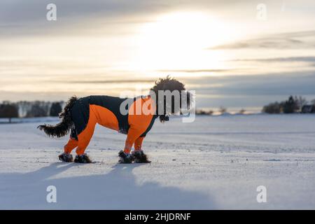 Ein schwarzer Labradoodle-Hund in einer orangefarbenen Schutzhülle steht in einer weißen, schneebedeckten Winterlandschaft Stockfoto