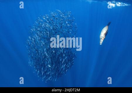 Ein kalifornischer Seelöwe, Zalophus californianus, reitet auf einer Schule pazifischer Makrelen, Scomber japonicus, die enge Formation macht es einfacher Stockfoto