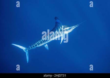 Striped Marlin, Tetrapturus audax, Magdalena Bay, Baja California Sur, Mexiko, Pazifischer Ozean Stockfoto