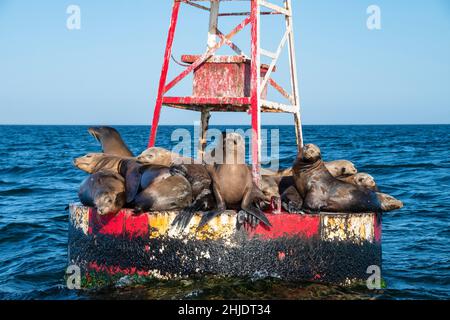 Kalifornische Seelöwen, Zalophus californianus, Ruhepause auf der Bootsboje, Magdalena Bay, Baja California Sur, Mexiko, Pazifischer Ozean Stockfoto