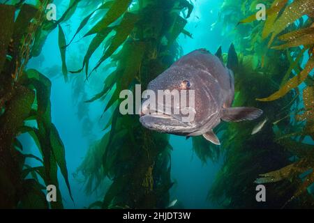 Gaint Black Seabass, Stereolepis gigas, schwebend zwischen den Stängeln des Riesenkelpens, Macrocystis pyrifera. Casino Point Dive Park, Catalina Island, Kalifornien Stockfoto