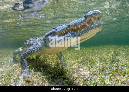 Amerikanisches Krokodil, Crocodylus acutus, Chincorro Bank, Karibisches Meer, Mexiko Stockfoto