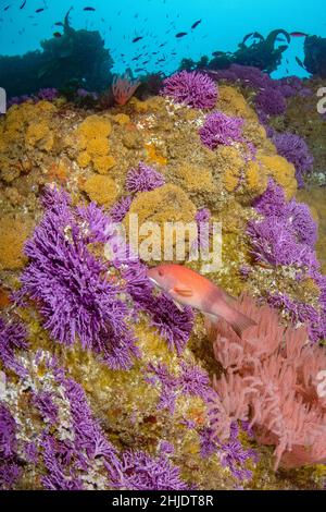 Blühende Landschaft an den Farnsworth Banks, die eine unverkennbare Mischung aus farbenfroher Unterwasserwelt zeigt: Purple Hydrokoralle, Stylaster californicus, Yellow Zoanthid Anem Stockfoto