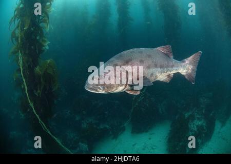 Gaint Black Seabass, Stereolepis gigas, schwebend zwischen den Stängeln des Riesenkelpens, Macrocystis pyrifera. Casino Point Dive Park, Catalina Island, Kalifornien Stockfoto