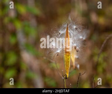 Nahaufnahme einer Milchkrautblume im Garten auf unscharfem Hintergrund Stockfoto
