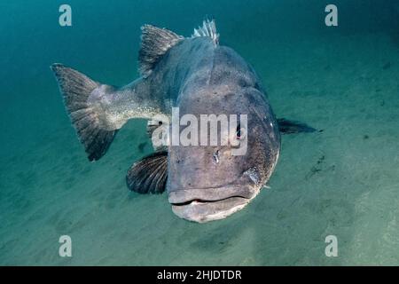 Ein neugieriger Gint Black Seabass, Stereolepis gigas, nähert sich über Sandboden. Catalina Island, Kalifornien, USA, Pazifischer Ozean Stockfoto