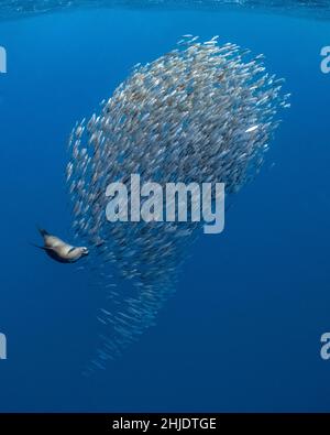 Ein kalifornischer Seelöwe, Zalophus Californianus, lässt eine Schule des pazifischen Makrels in einen engen Ball ziehen. Magdalena Bay, Mexiko, Pazifischer Ozean Stockfoto