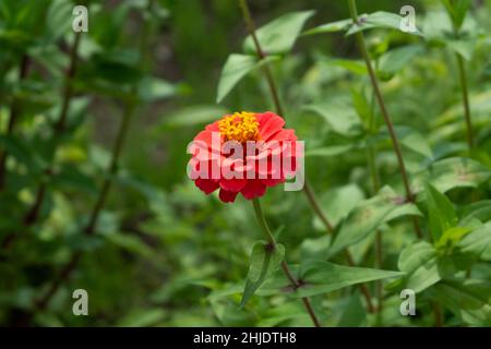 Nahaufnahme einer roten Blume mit grünen Blättern im Hintergrund in einem Blumenfeld in Japan Stockfoto