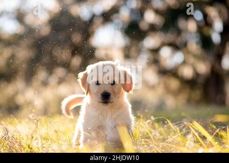 Golden Retriever Welpe spielt bei Sonnenuntergang auf einem Parkgelände mit goldenen Bäumen im Hintergrund. Porträt eines niedlichen Welpen auf einem Feld. Hund im Freien. Stockfoto