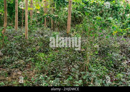 Wilde Blumen wachsen im tropischen Regenwald. Blume blüht unter trak Baum. Ruhige Waldlandschaft. Stockfoto