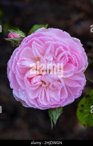 Eine rosa Rose, bedeckt mit Tau. Weiches natürliches Licht. Große Blume. Stockfoto