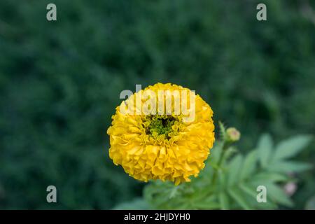 Tagetes Blume Stockfoto