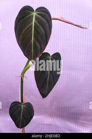 Schöne dunkle und samtige Blätter von Philodendron Melanochrysum, einer beliebten exotischen Zimmerpflanze Stockfoto