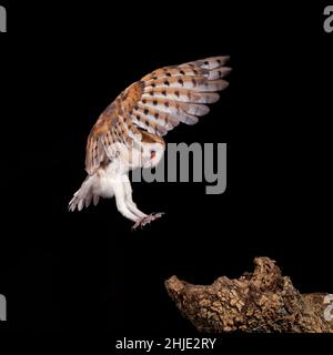 Stalleule im Flug zum Stamm Stockfoto