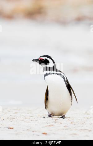 Gentoo Penguin zu Fuß am Strand. Bertha Strand. Falkland-Inseln. Stockfoto