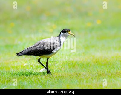 Maskierter Kiebitz wird gemeinhin als Plünder bezeichnet und ist bekannt für seine schwingende Verteidigung seines Nestes. Stockfoto