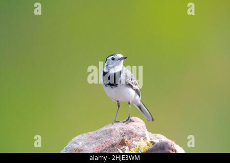 White Wagtail - Motacilla alba, kleiner beliebter Singvögel aus europäischen Filed, Wiesen und Feuchtgebieten Stockfoto