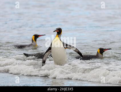 Königspinguin geht aus dem Wasser an einen Strand Stockfoto