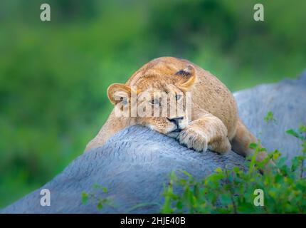 Ein langgedautes Löwenjunges in der Serengeti Stockfoto