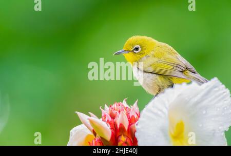 Japanisches weißes Auge auf einer Blume Stockfoto