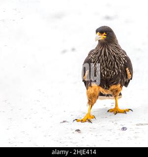 Caracara ist gestreift und sucht nach einem Snack am Nachmittag Stockfoto