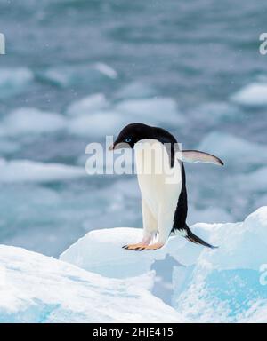 Adelie Penguin in der Antarktis fliegen lernen Stockfoto
