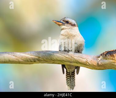 Kookaburra thront auf einem Ast in Australien, strahlend blauer Himmel Stockfoto