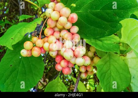 Ein Bund chinesischer Zitronengrasbeeren (schisandra). August. Die Beeren reifen. Stockfoto