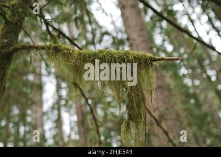 Nahaufnahme des Old mans Bart Flechten Usnea filipendula, wächst im Freien auf einem Baum Stockfoto