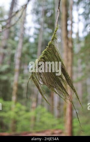 Nahaufnahme des Old mans Bart Flechten Usnea filipendula, wächst im Freien auf einem Baum Stockfoto